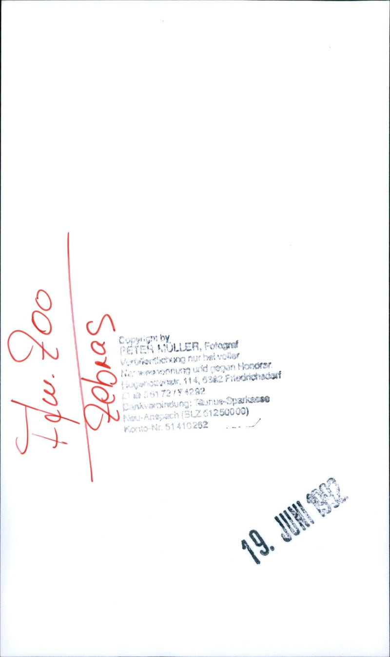 Zebra - zoo animals - Vintage Photograph