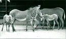 Zebra - zoo animals - Vintage Photograph