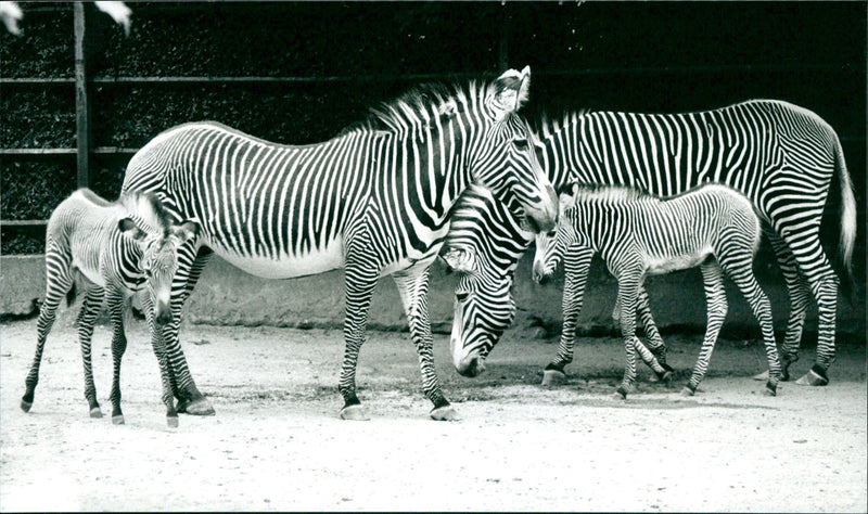 Zebra - zoo animals - Vintage Photograph