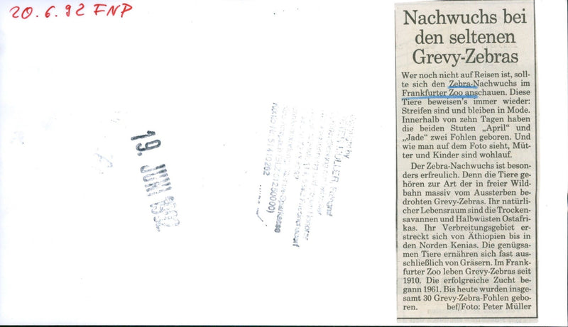 Zebra - zoo animals - Vintage Photograph