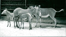 Zebra - zoo animals - Vintage Photograph