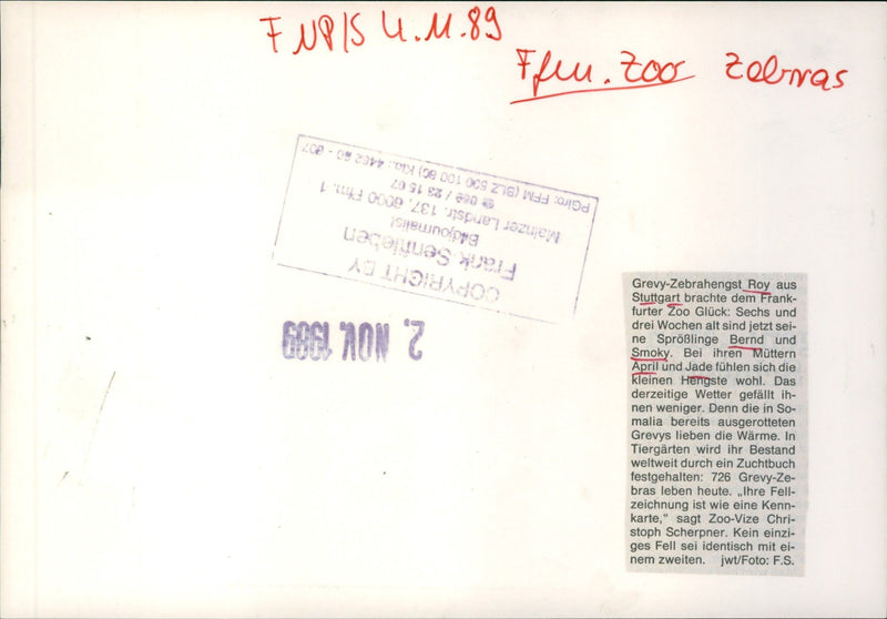 Zebra - zoo animals - Vintage Photograph