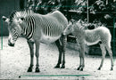 Zebra - zoo animals - Vintage Photograph