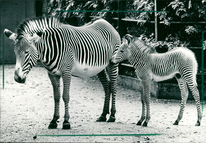 Zebra - zoo animals - Vintage Photograph