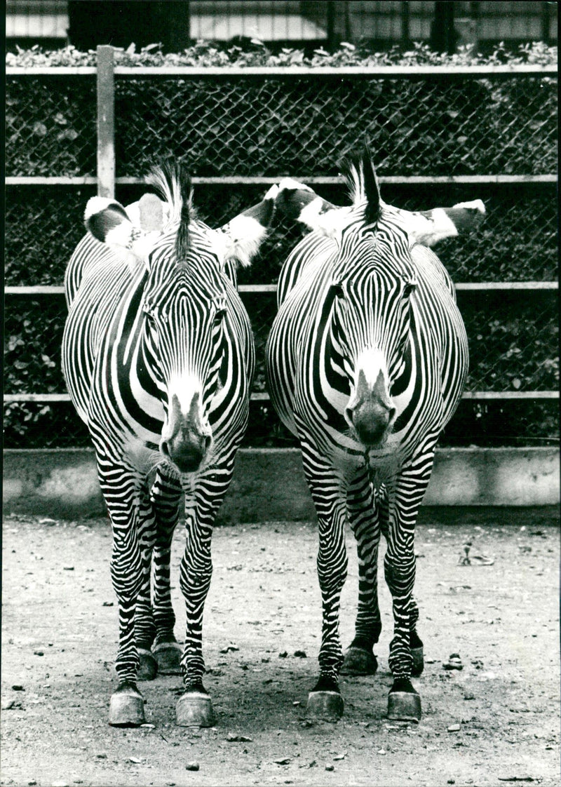 Zebra - zoo animals - Vintage Photograph