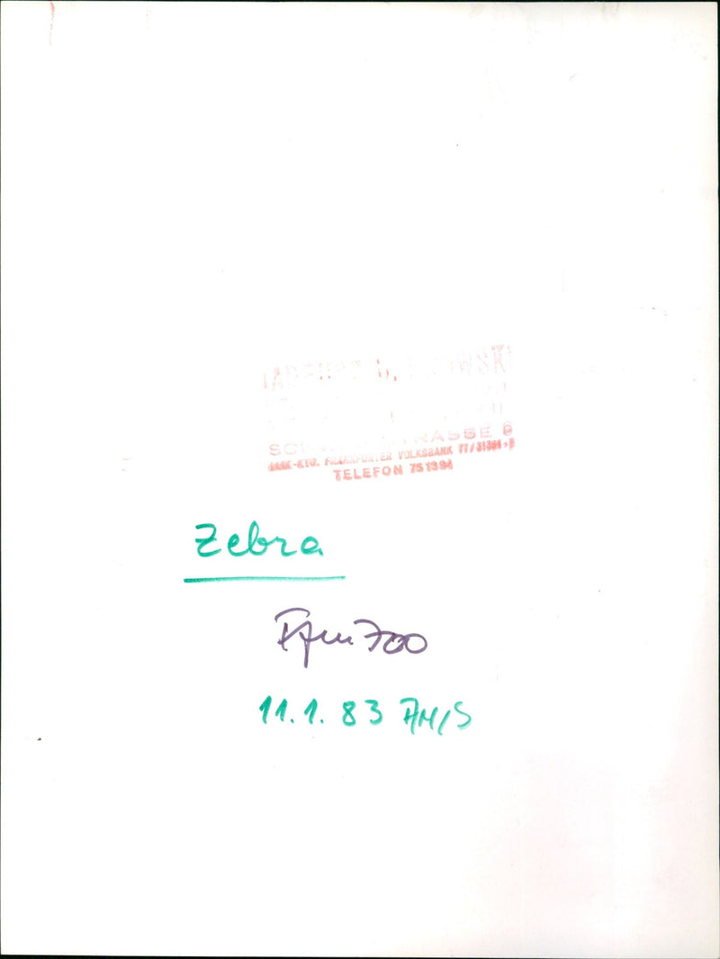 Zebra from the Frankfurt Zoo - Vintage Photograph