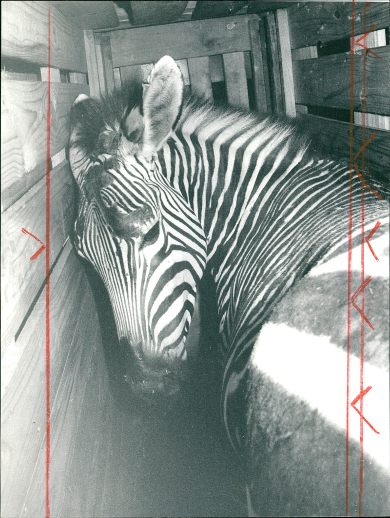 Zebra from the Frankfurt Zoo - Vintage Photograph
