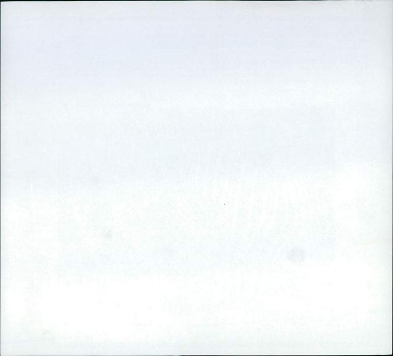 Zebras from the Frankfurt Zoo - Vintage Photograph