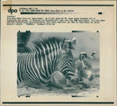 Zebras from the Frankfurt Zoo - Vintage Photograph