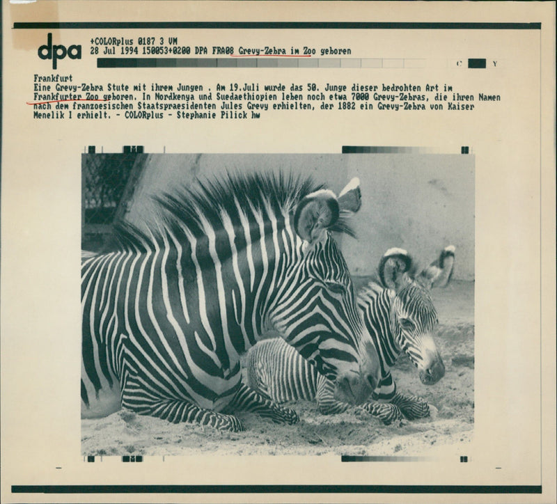 Zebras from the Frankfurt Zoo - Vintage Photograph