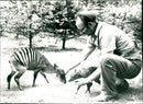 Zebra suckers from the Frankfurt Zoo - Vintage Photograph