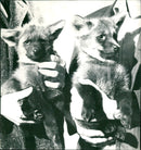 Zoo animals: wolves - Vintage Photograph