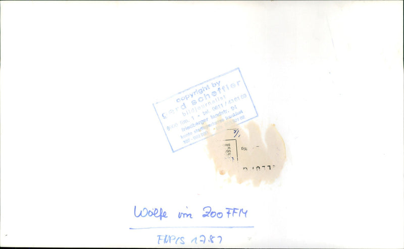 Zoo animals: wolves - Vintage Photograph