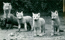 Zoo animals: wolves - Vintage Photograph