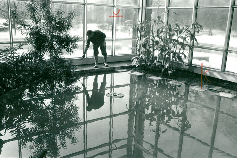 Water roses - palm garden - Vintage Photograph