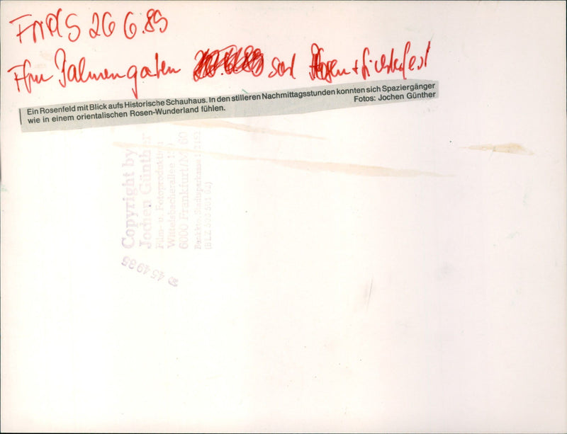 Rose and light festival in the palm garden - Vintage Photograph