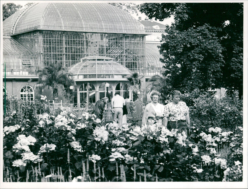 Rose and light festival in the palm garden - Vintage Photograph