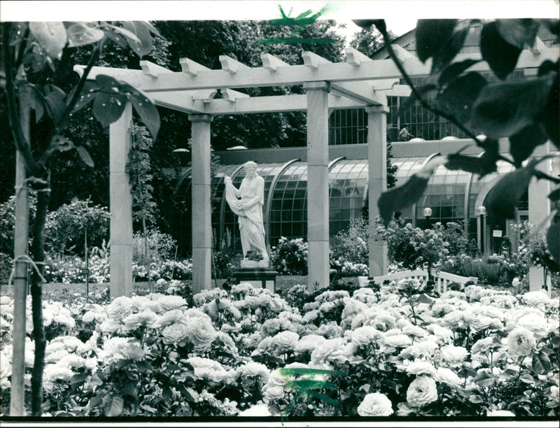 1st European Rose Congress - Vintage Photograph