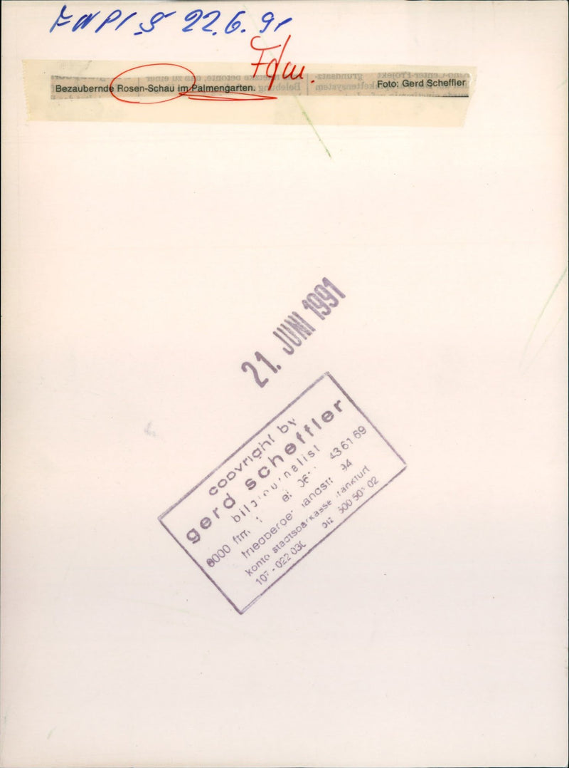 Rose show in the palm garden - Vintage Photograph