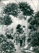 Rose show in the palm garden - Vintage Photograph
