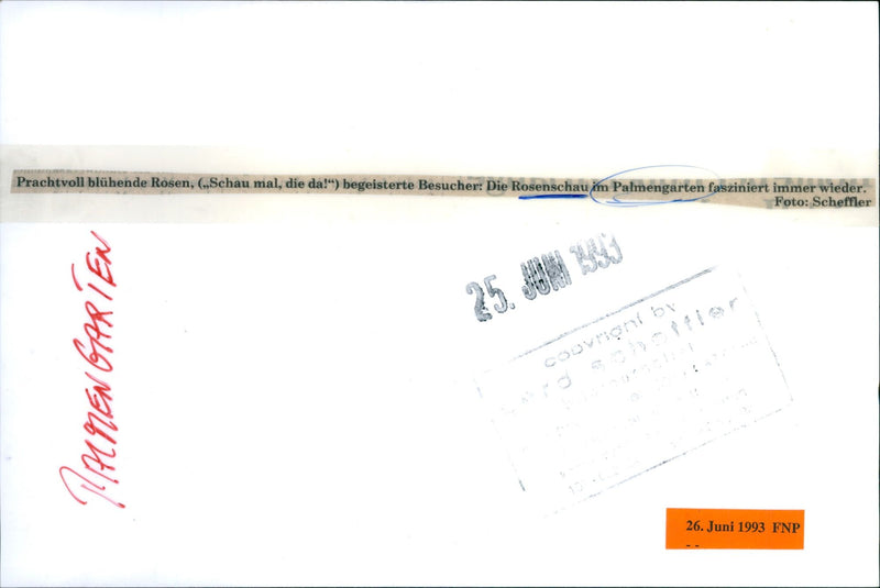 Rose show in palm garden - Vintage Photograph