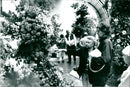Rose show in palm garden - Vintage Photograph