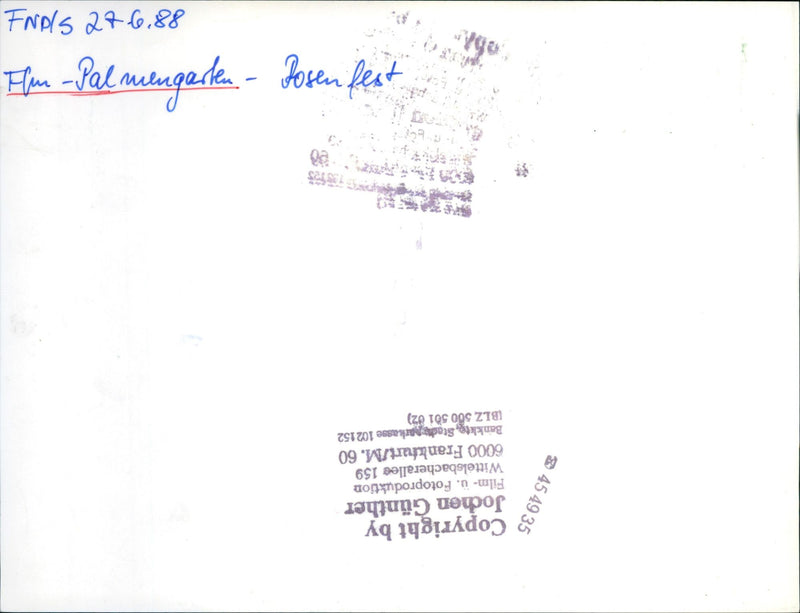 Rose and light festival in the palm garden - Vintage Photograph