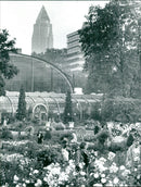 Rose show in the palm garden - Vintage Photograph