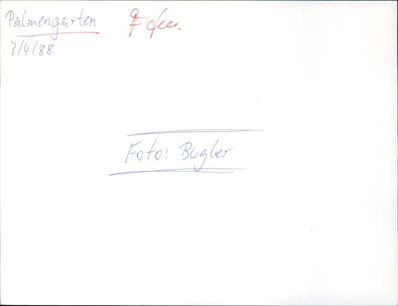 Palm garden - Vintage Photograph