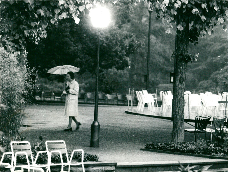 Palm garden - Vintage Photograph