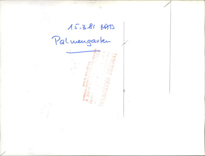 Guided tour through the palm garden - Vintage Photograph