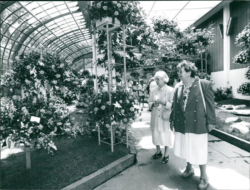 Rose show in palm garden - Vintage Photograph
