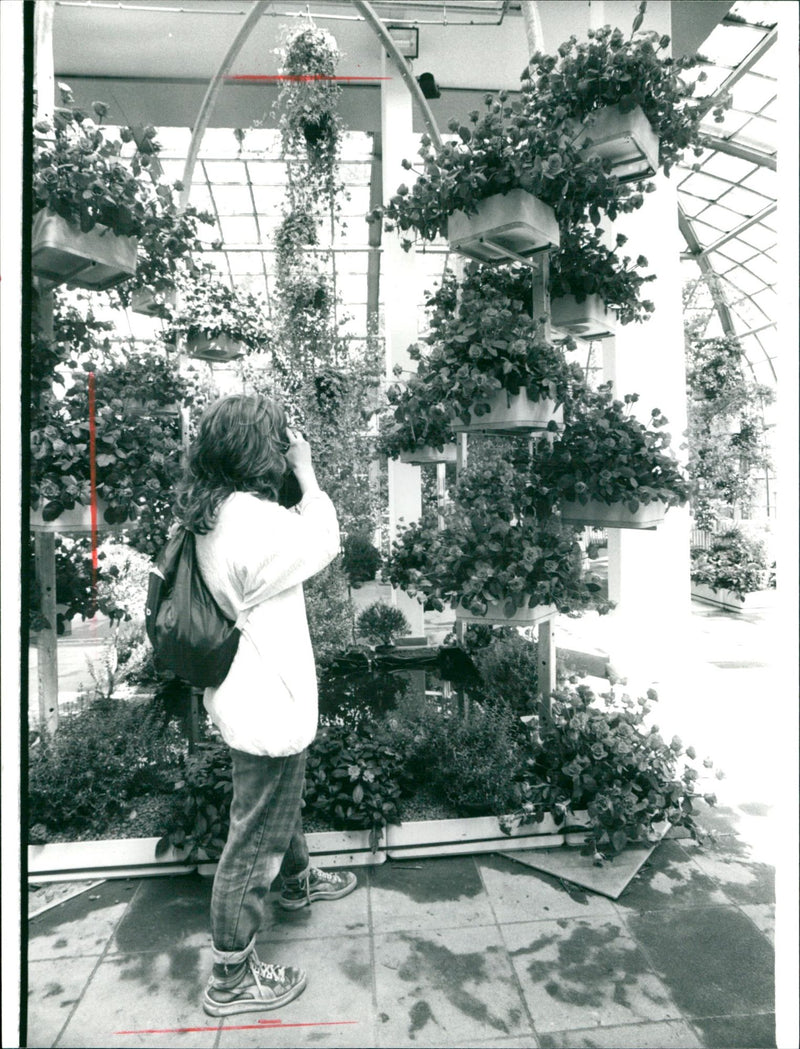 Rose house in palm garden - Vintage Photograph