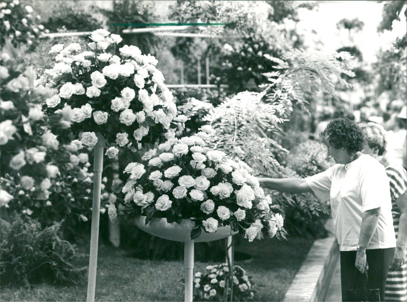 Rose show in palm garden - Vintage Photograph