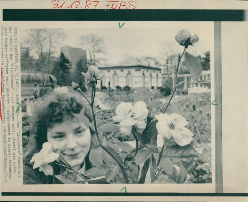 "Escapaden" - roses - Vintage Photograph