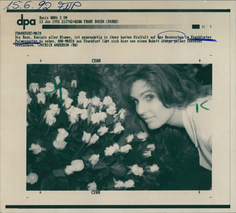 Rose show in palm garden - Vintage Photograph