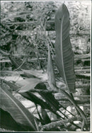 Bergianska Tradgarden - Vintage Photograph