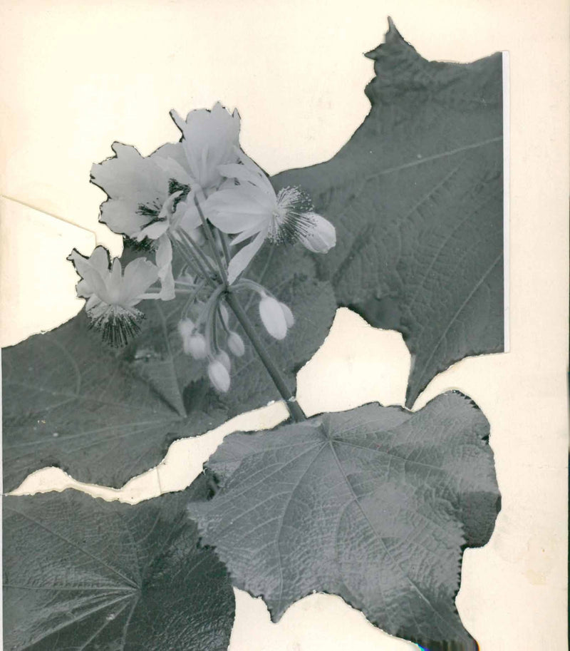 Bergianska Tradgarden - Vintage Photograph