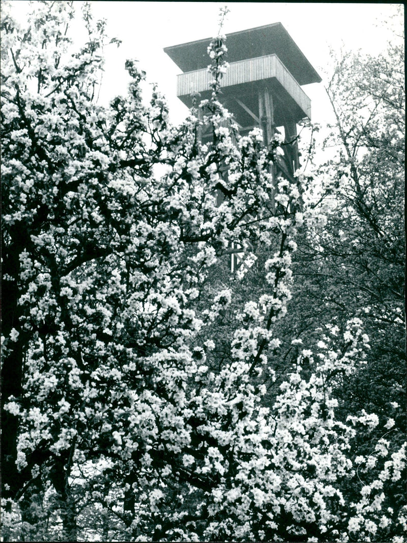 Goethe Tower in spring - Vintage Photograph