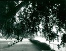 Main promenade - Vintage Photograph