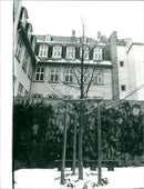 Goethe linden tree - Vintage Photograph