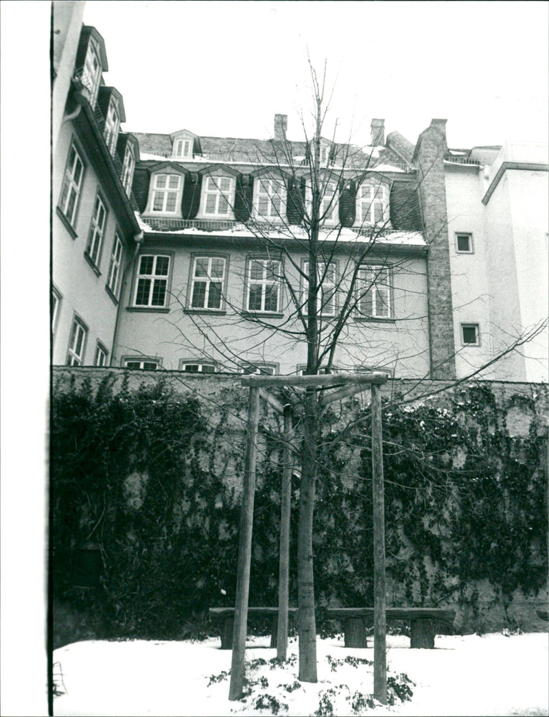 Goethe linden tree - Vintage Photograph