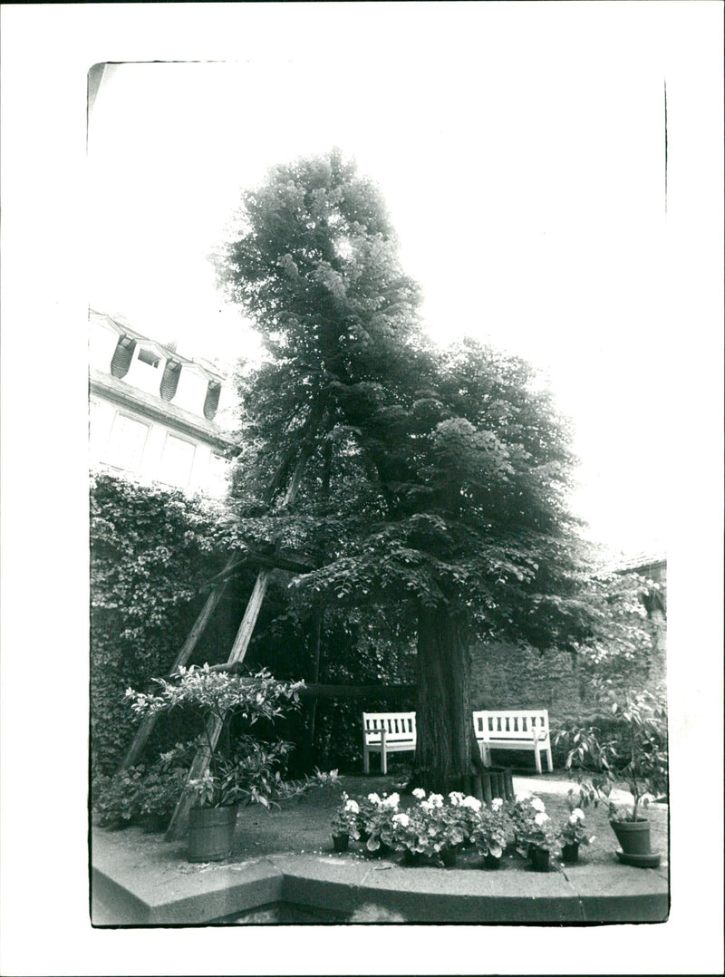 Goethehaus-Linde - Vintage Photograph
