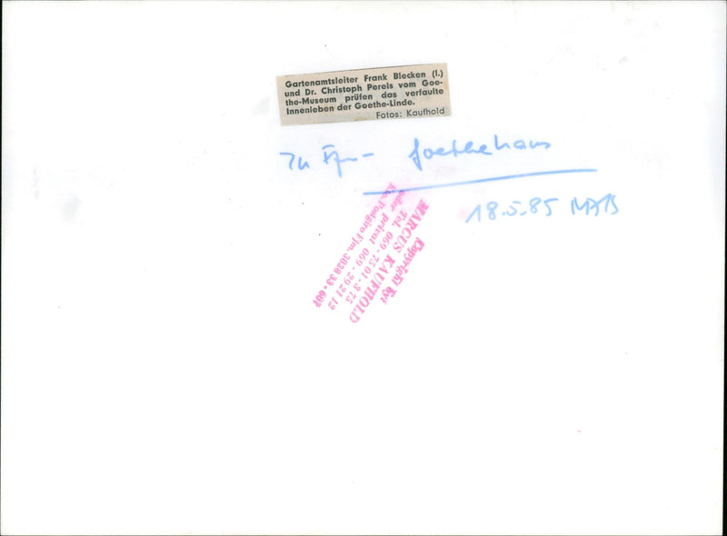 Goethe linden tree - Vintage Photograph