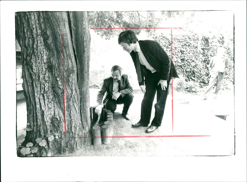 Goethe linden tree - Vintage Photograph