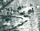 Palmengarten pond in Frankfurt - Vintage Photograph