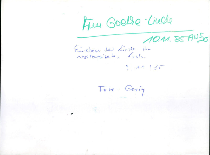 Goethe linden tree - Vintage Photograph