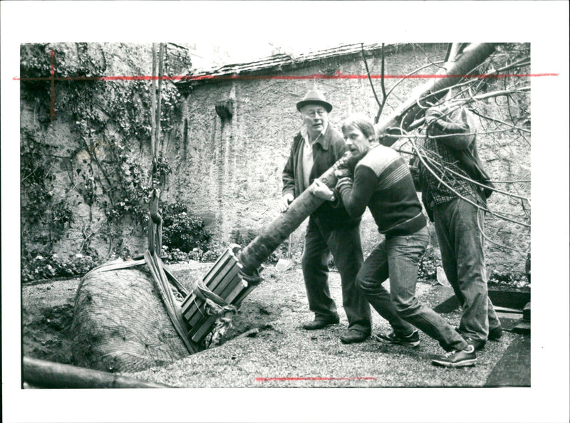 Goethe linden tree - Vintage Photograph