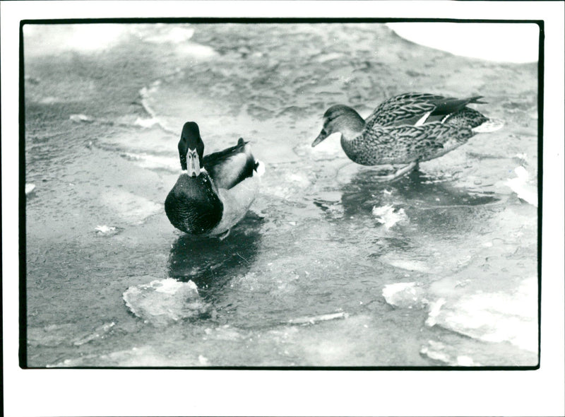 Frozen Main - Vintage Photograph