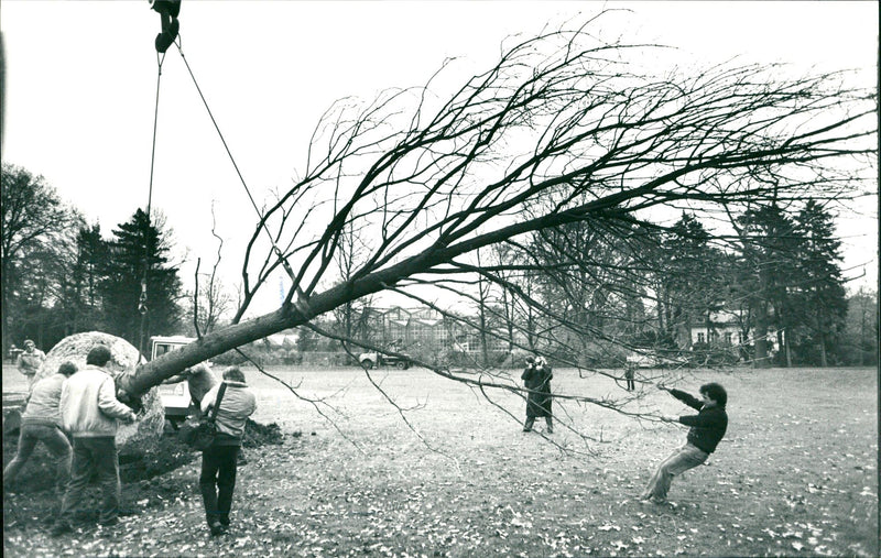 PLANTS FUPIS PALM GARDEN LOCATED TOWN FUPI GREECE GARD - Vintage Photograph